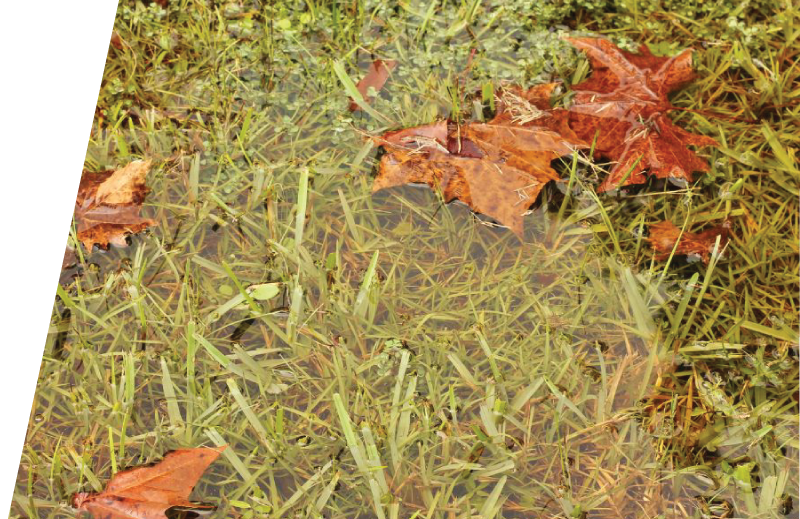 Water Pooling in Yard